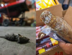 Ratos, baratas e alimentos vencidos: operação da prefeitura mira comércio clandestino no Centro de Manaus