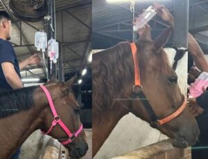 Nilton Lins afirma que seguiu todos os protocolos após tragédia com cavalos em Manaus e defende realização da Feira Agropecuária