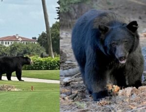 Após uma década, Flórida pode voltar a autorizar caça ao urso-negro a partir de 2025