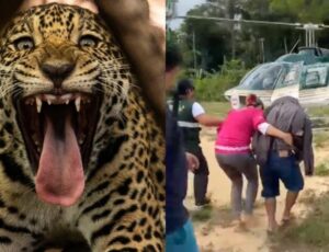 Onça ataca indígena em Lábrea e vítima recebe socorro urgente em helicóptero; veja vídeo