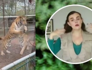 Terror no zoológico: veterinária se distrai e é atacada por tigre; veja vídeo