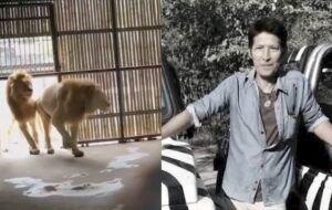 Funcionário de zoológico é devorado após sair de carro para cuidar de leões; veja vídeo