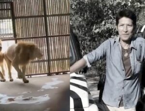 Funcionário de zoológico é devorado após sair de carro para cuidar de leões; veja vídeo