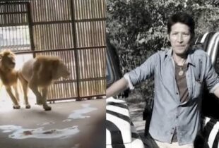 Funcionário de zoológico é devorado após sair de carro para cuidar de leões; veja vídeo