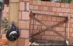 Trabalhador sofre acidente gravíssimo com máquina de serra mármore em Autazes; veja vídeo